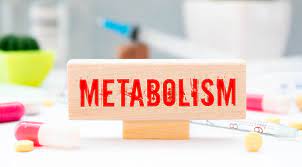Science Behind Metabolism