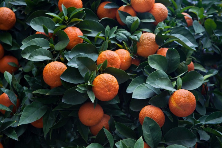 Bitter orange tree (Citrus aurantium)